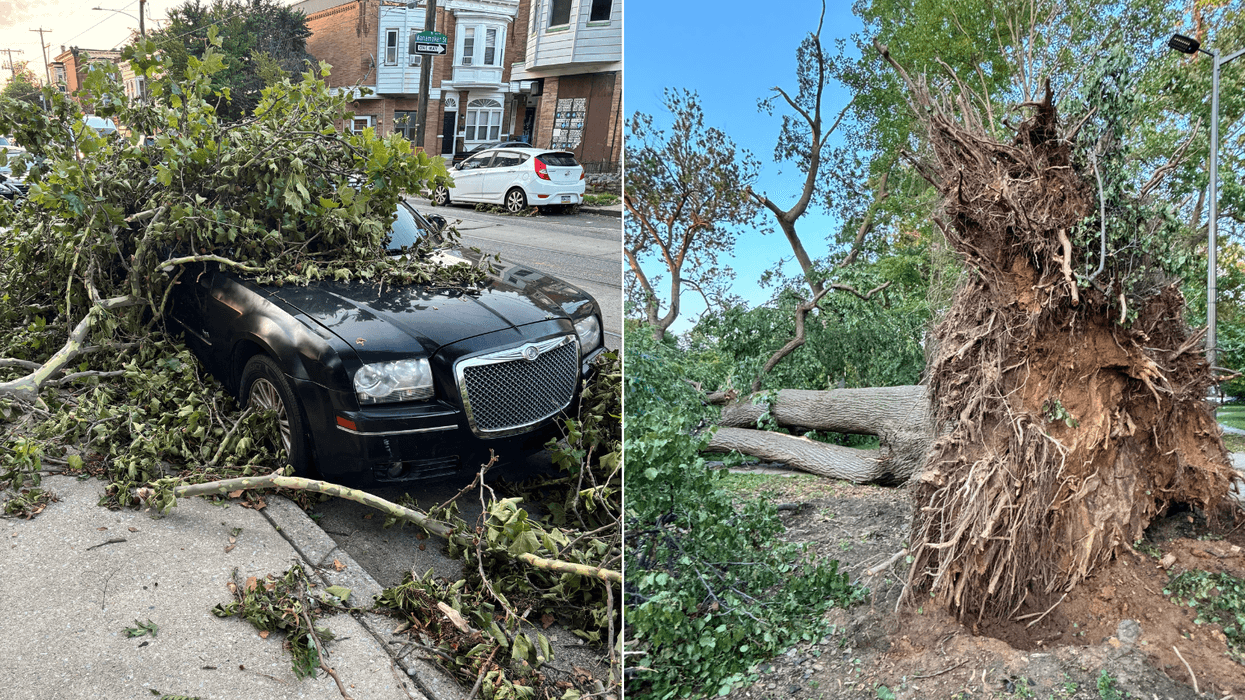 City promises to replace all trees knocked down during microbursts