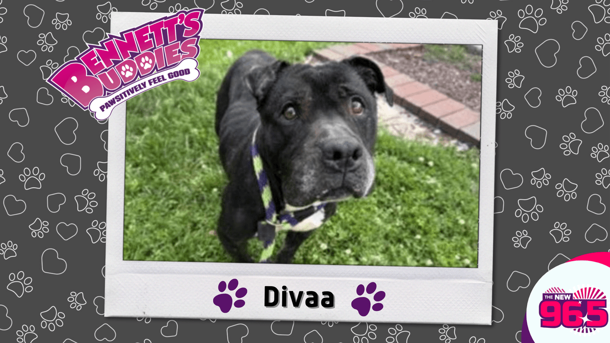 Meet Divaa! Bennett's Buddies at the PSPCA