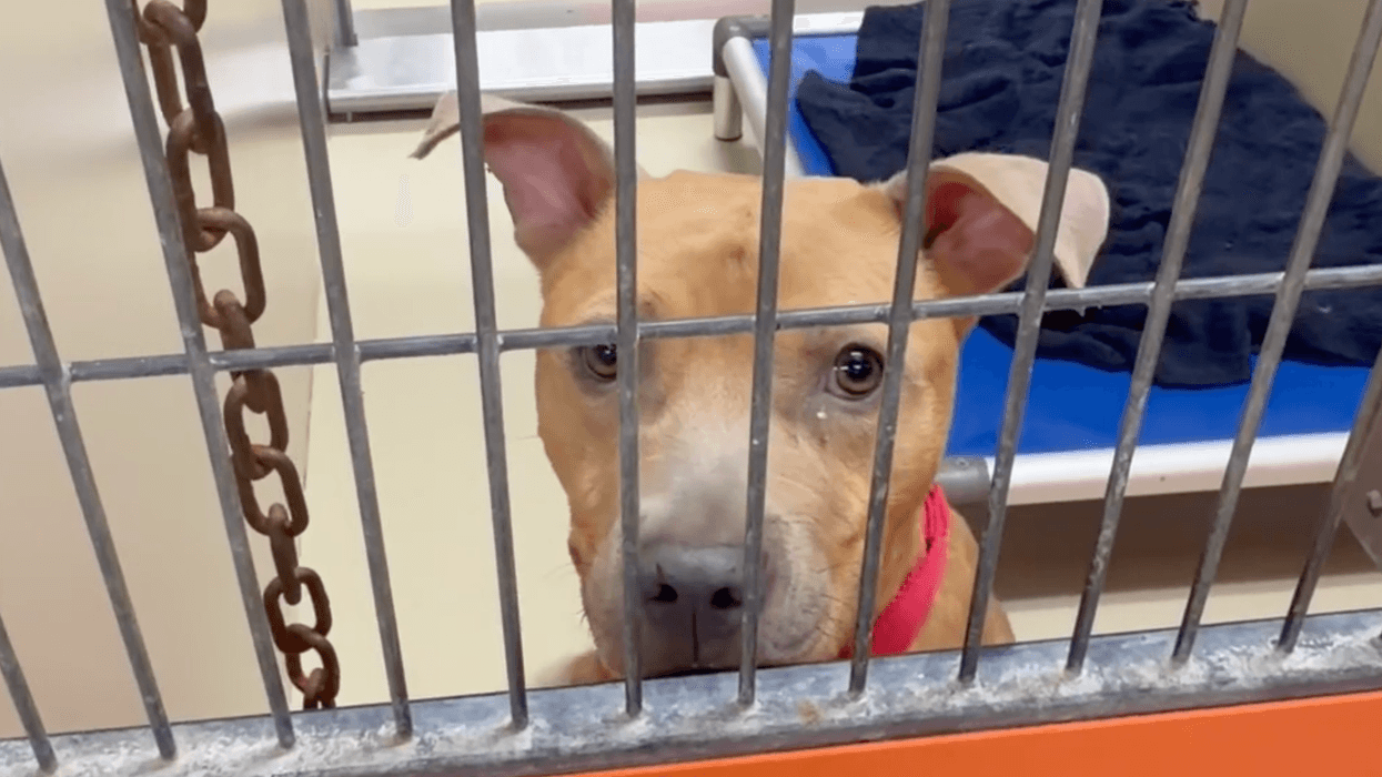 In dire effort to clear kennels, ACCT Philly offers foster and adoption incentives