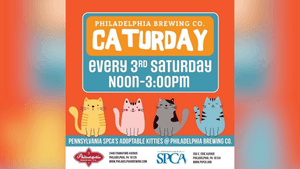 PSPCA Caturday at Philadelphia Brewing Co.