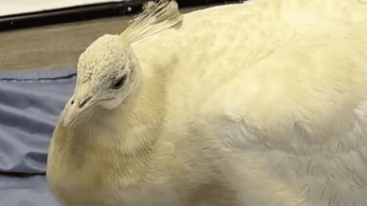 Pasadena peacock recovering from postal worker attack