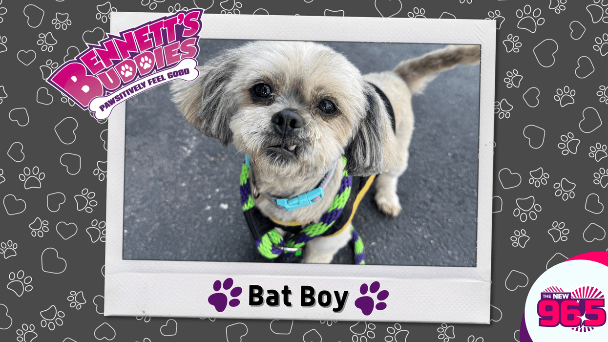 Meet Bat Boy! Bennett's Buddies at the PSPCA