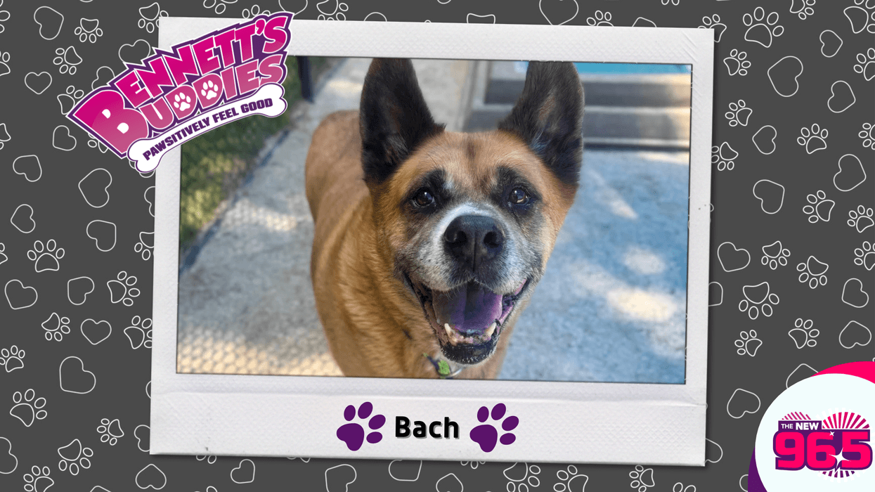 Meet Bach! Bennett's Buddies at the PSPCA