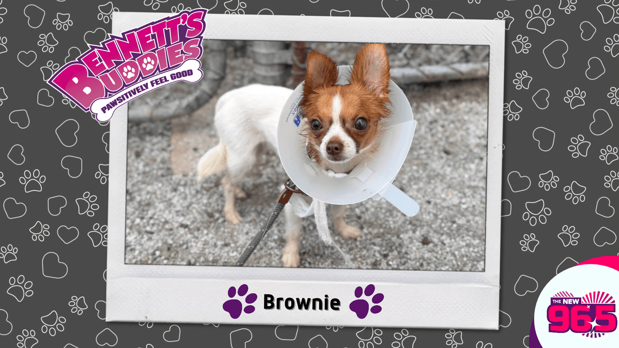 Meet Brownie! Bennett's Buddies at the PSPCA
