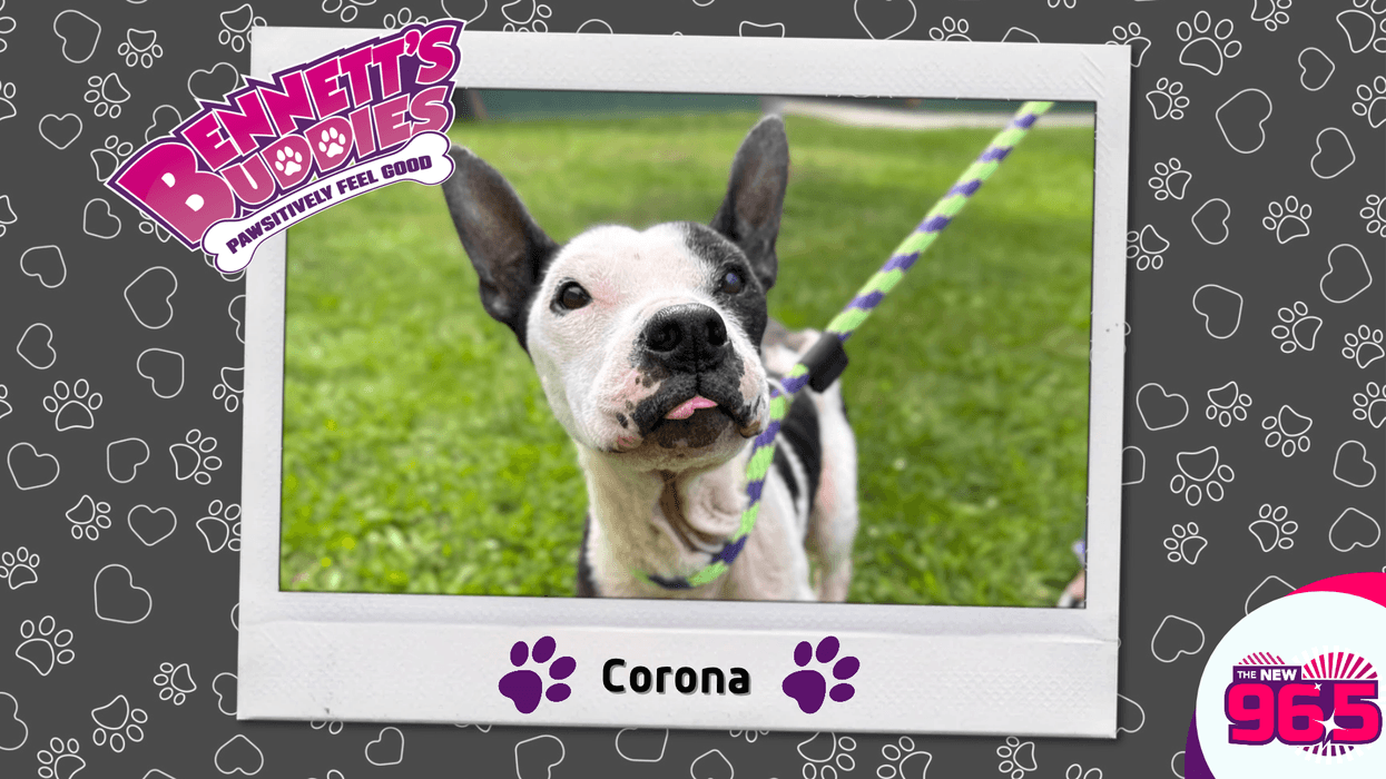 Meet Corona! Bennett's Buddies at the PSPCA