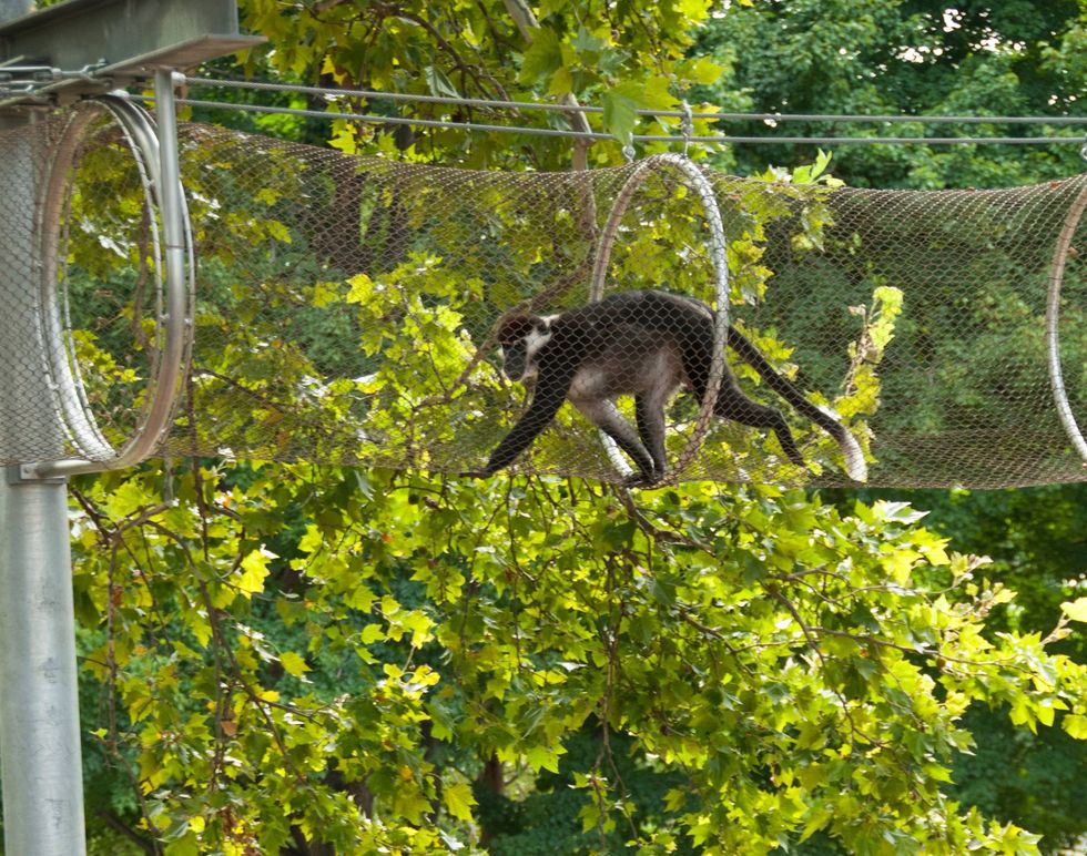 In 2011, the Philadelphia Zoo launched Zoo360, a trail system where animals move beside guests, above in the treetops, and over people
