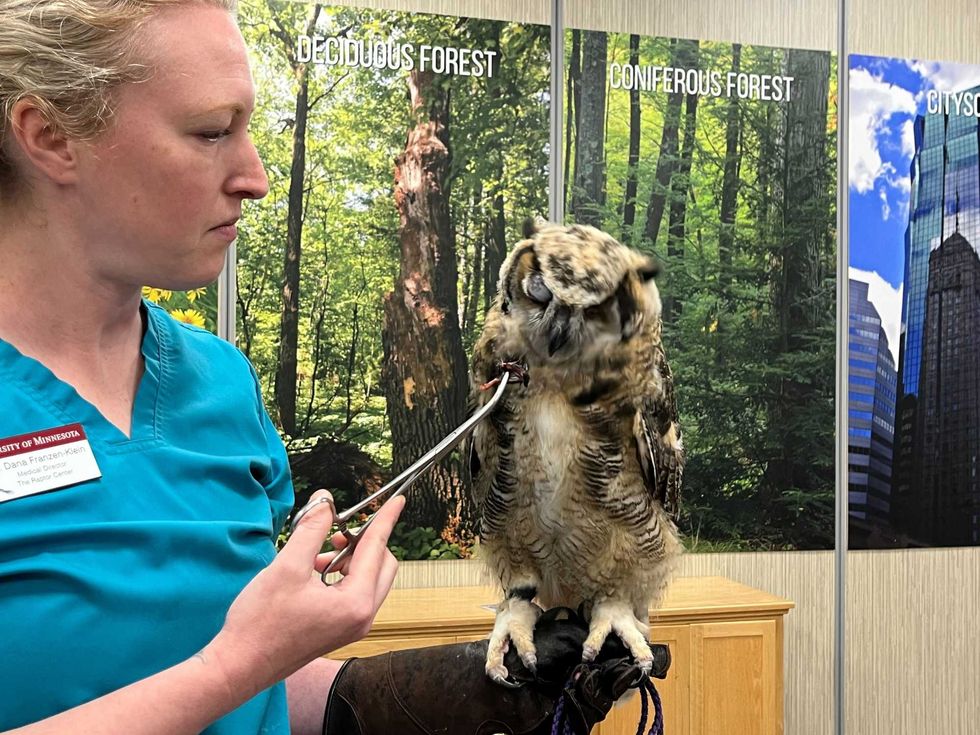 In early April, at just weeks old, one male and one female Great Horned Owl were rescued after both suffered injuries to their eyes when they fell out the nest. One of them even lost an eye.