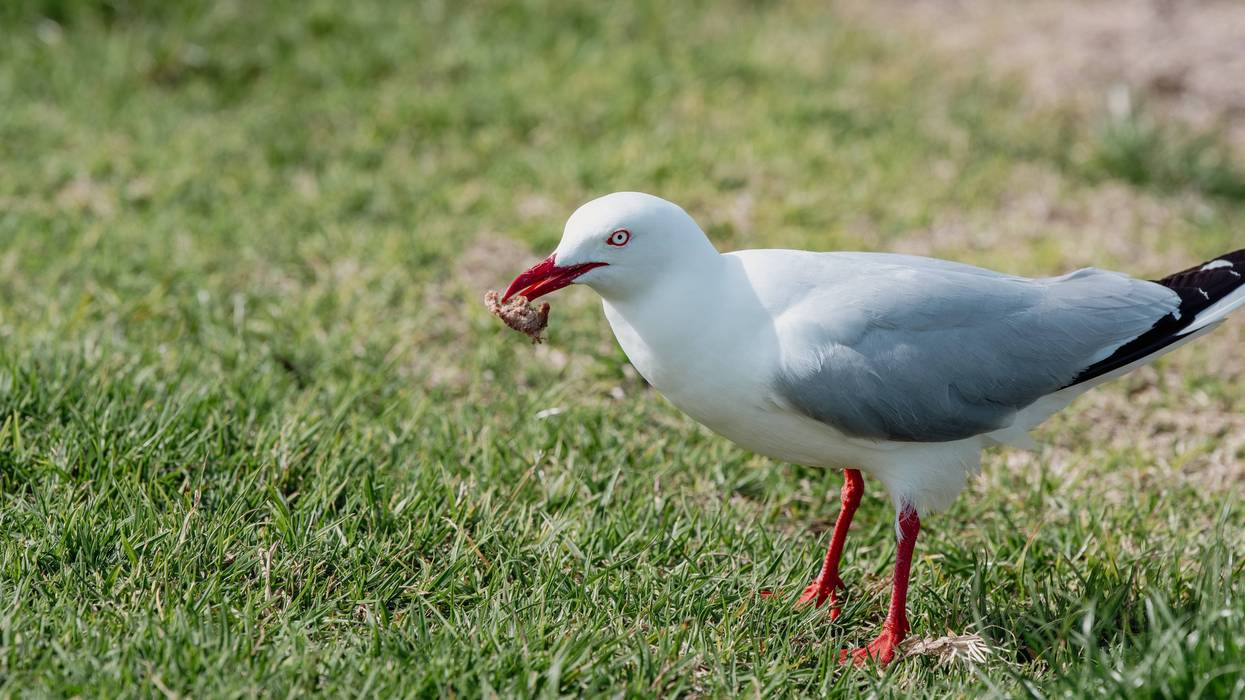 In one of the strangest moments ever seen on a soccer pitch, an amateur final in Istanbul came to a screeching halt over the weekend when a goalkeeper's clearance struck a low-flying seagull midair, sending the bird crashing lifelessly to the field — and players responded by performing CPR until it revived.