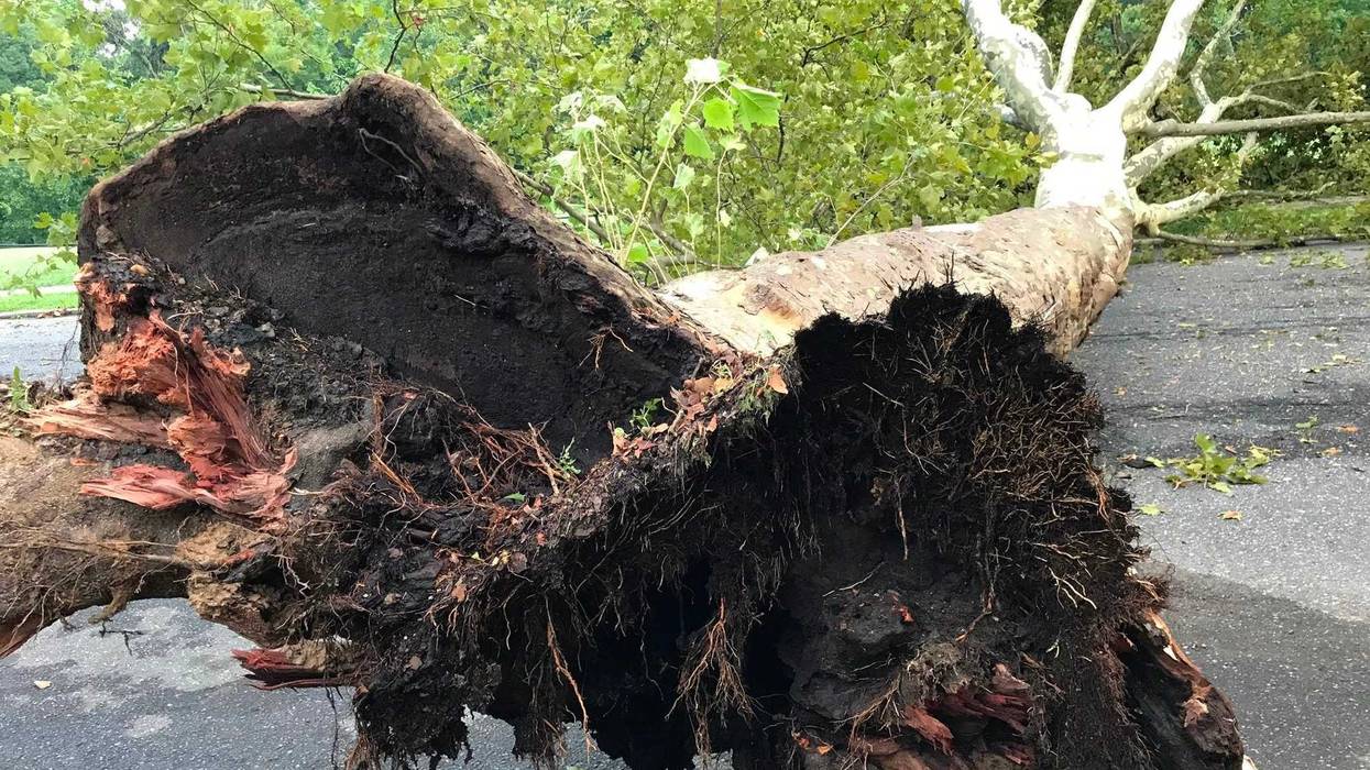 In Philly's Wissinoming neighborhood, on Charles Street near Comly Street, the wind lifted two enormous sycamore trees out of the ground.