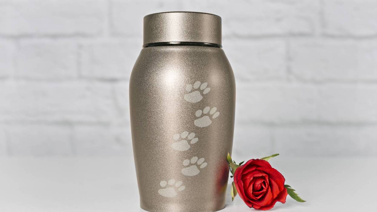 In remembrance of a pet. Cremation urn for pets beside a red rose.