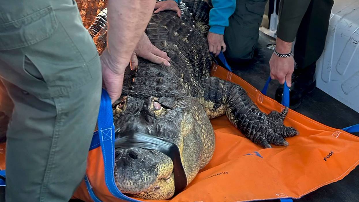NY man ends fight to reclaim 12-foot alligator Albert, seized by state after more than 30 years