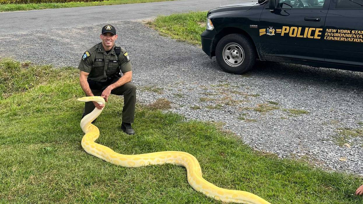 In this photo released by the New York State Department of Environmental Conservation, DEC Officer Jeff Hull poses with a Burmese python that was confiscated from a home in New Hartford, N.Y., on Aug. 28, 2024