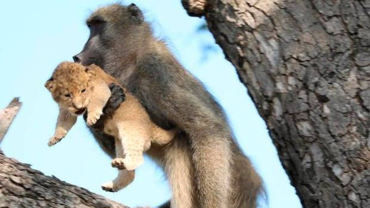 In this photo taken Saturday, Feb. 1, 2020, a male baboon preens a lion cub in a tree in South Africa's Kruger National Park.