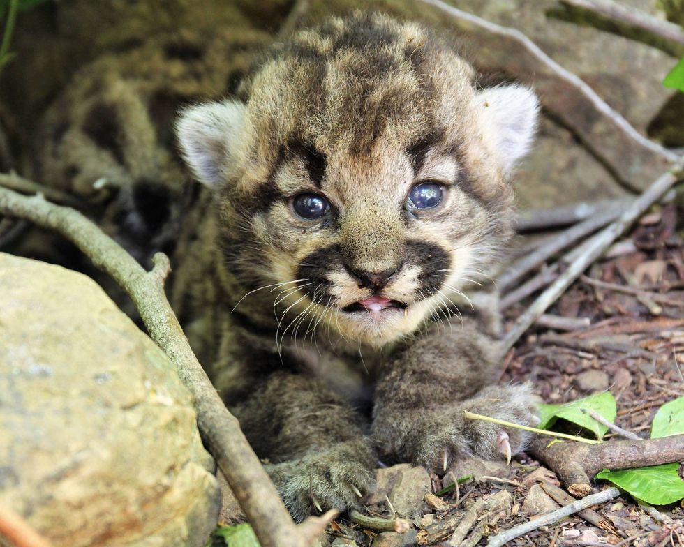 In this photograph provided by the National Park Service, a female mountain lion kitten is shown in Simi Hills, northwest of Los Angeles, Thursday May 18, 2023. National Park Service (NPS) biologists announced mountain lion P-77 recently gave birth to three female kittens in the Simi Hills, in the Santa Monica and Santa Susana Mountain ranges.