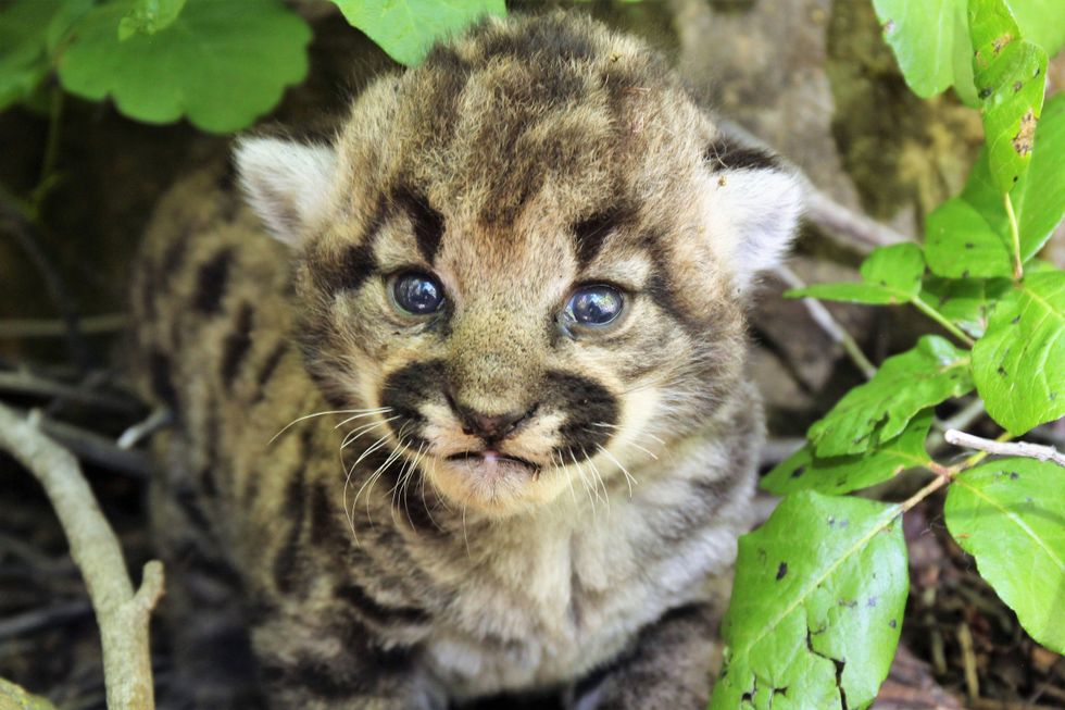In this photograph provided by the National Park Service, a female mountain lion kitten is shown in Simi Hills, northwest of Los Angeles, Thursday May 18, 2023. National Park Service (NPS) biologists announced mountain lion P-77 recently gave birth to three female kittens in the Simi Hills, in the Santa Monica and Santa Susana Mountain ranges.