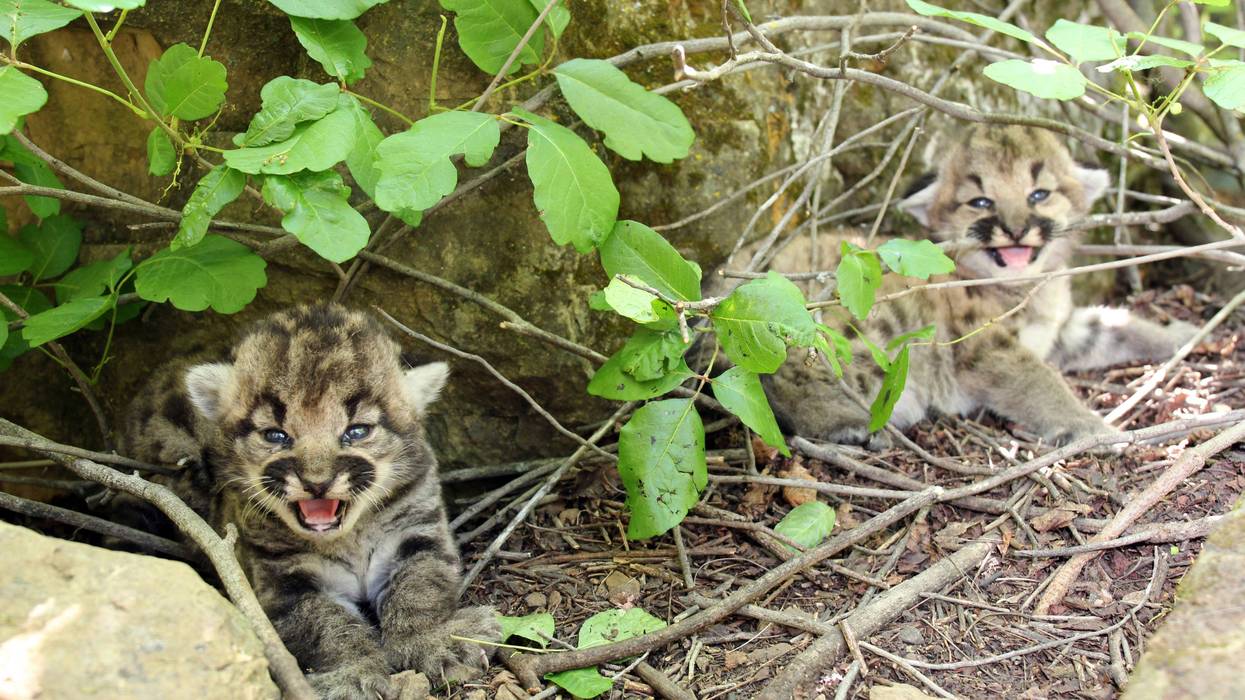 In this photograph provided by the National Park Service, two female mountain lion kittens are seen near a rock in Simi Hills, northwest of Los Angeles, Thursday May 18, 2023. National Park Service (NPS) biologists announced mountain lion P-77 recently gave birth to three female kittens in the Simi Hills, in the Santa Monica and Santa Susana Mountain ranges.