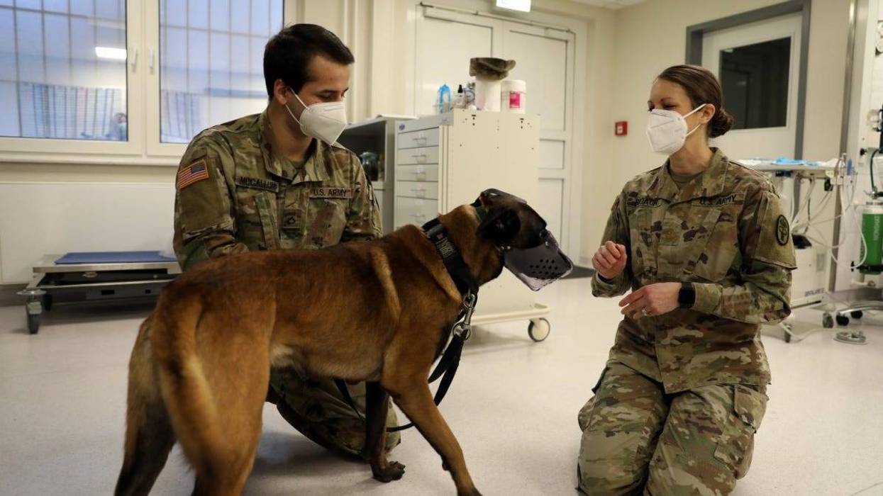 In treating trauma, Army Maj. Broach has unique patient load: Military Working Dogs