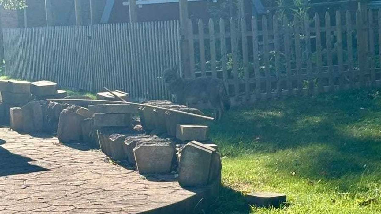 Increase in coyote sightings in North Tonawanda