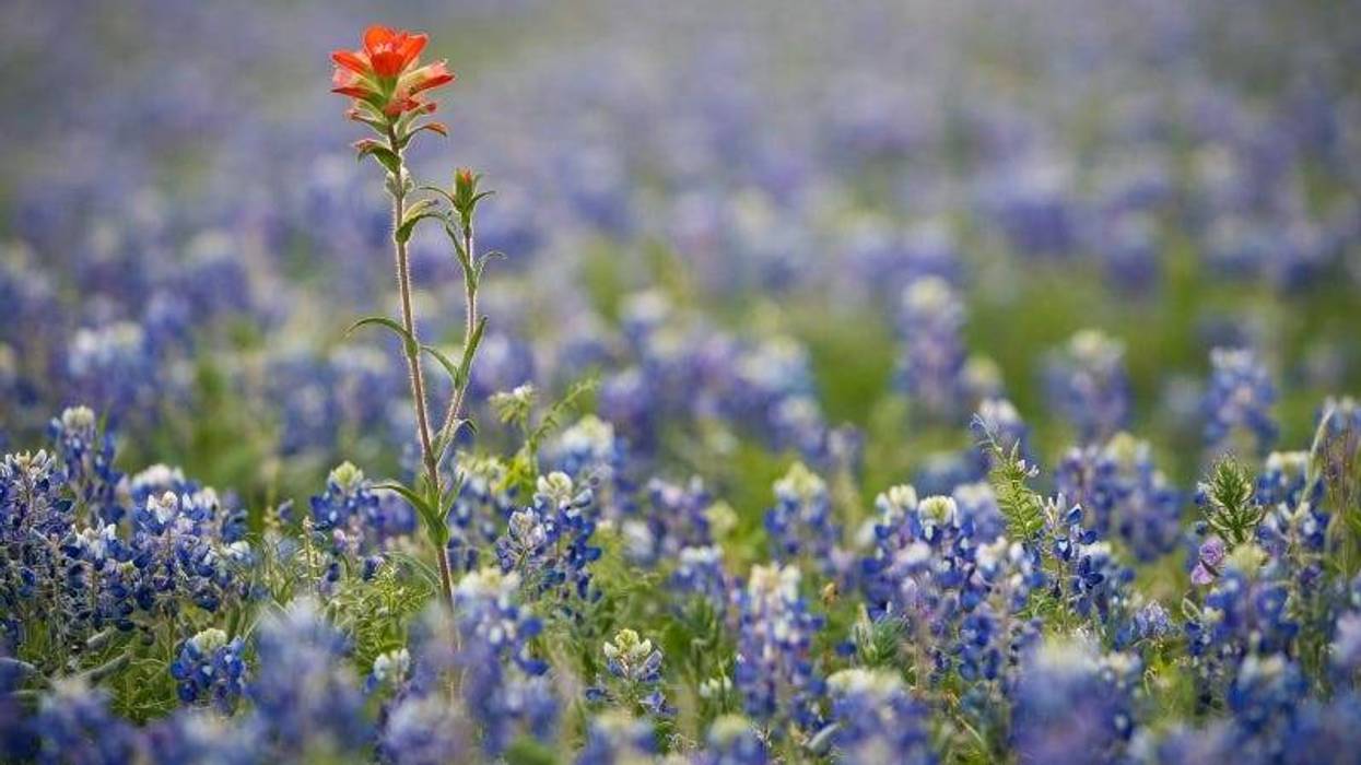 Indian paintbrush bluebonnets ATX Cavan Images GettyImages