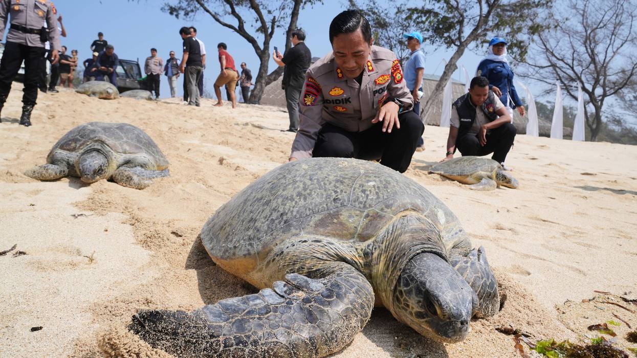 INDONESIA-TORTUGAS 49