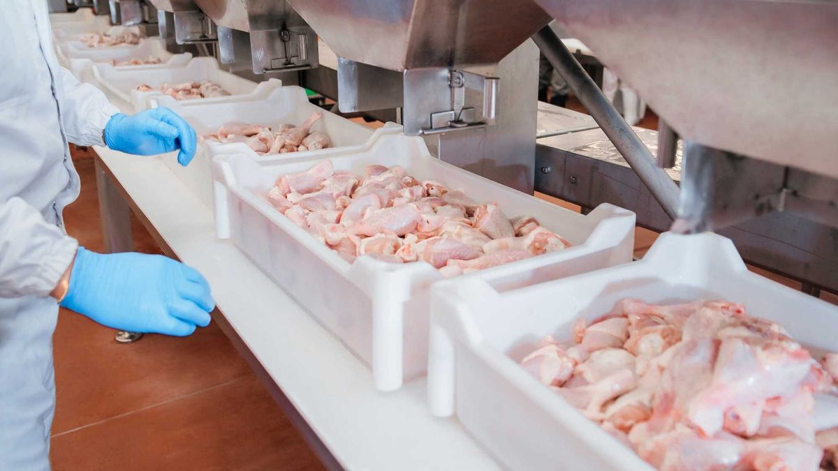 Industrial equipment at a meat factory. Chicken fillet production line . Factory for the production of food from meat. Automated production line in modern food factory. Ravioli production. Meat processing plant.