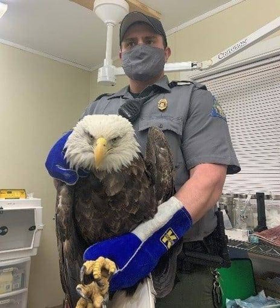 injured bald eagle