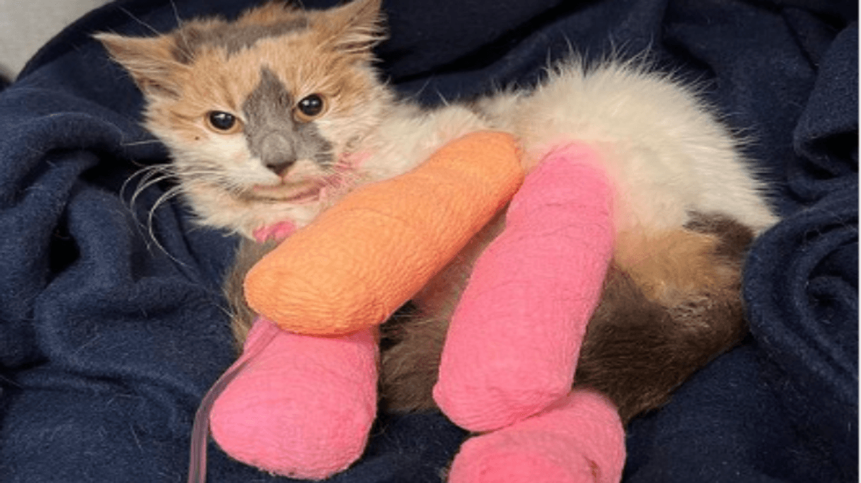 Injured cat rescued by Puppy Kitty NYC