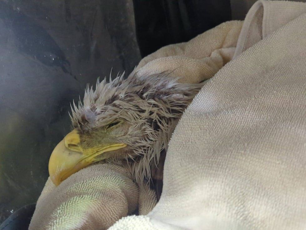 injured eagle
