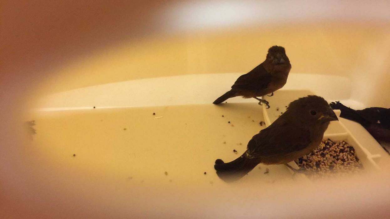 Insaf Ali was busted in 2018 for smuggling finches through JFK Airport