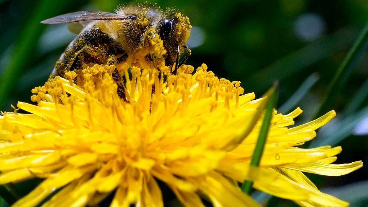 Insects Climate Agriculture