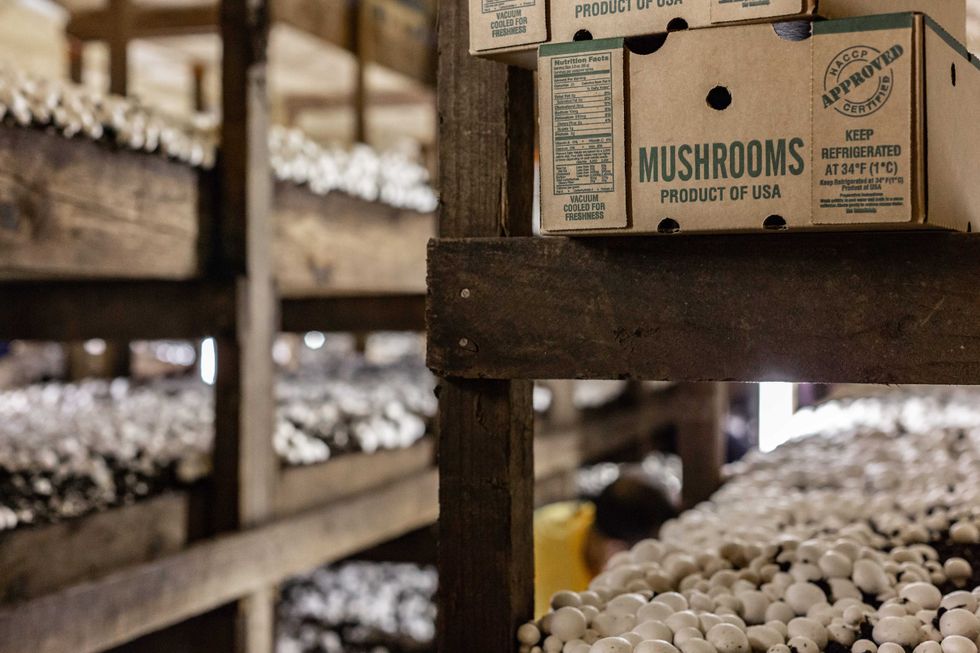 Inside a mushroom house.