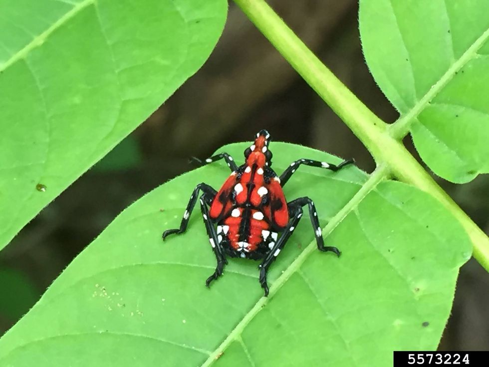 invasive lantern fly nymph