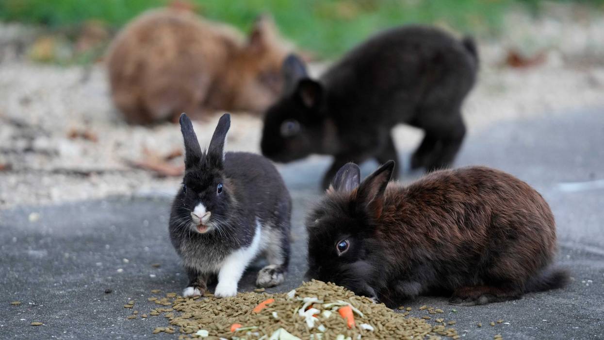 Invasive Rabbits Florida