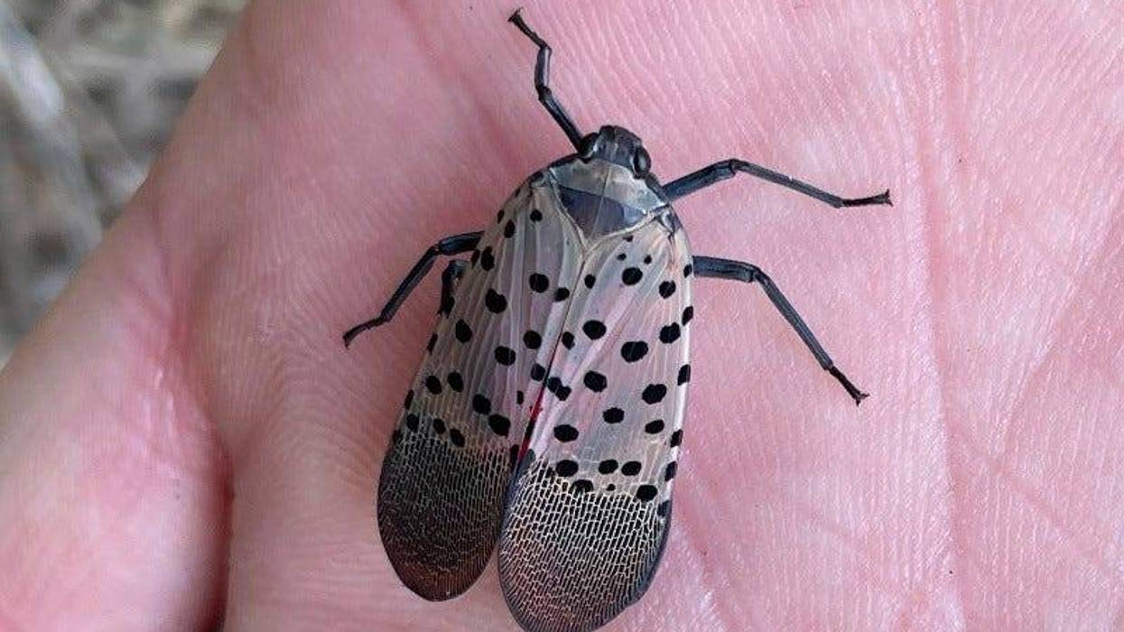 invasive spotted lanternfly