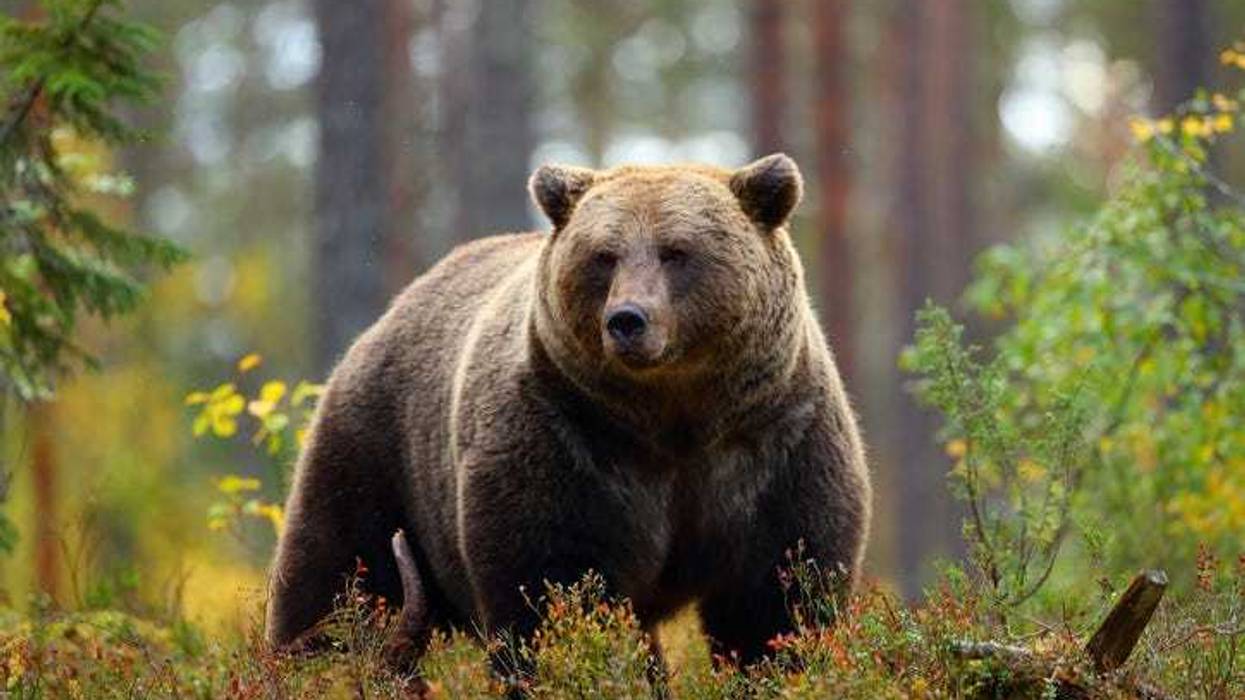 Investigators say a bear or bears that fed on human remains near Grand Mesa in western Colorado are not expected to pose an increased threat to people.
