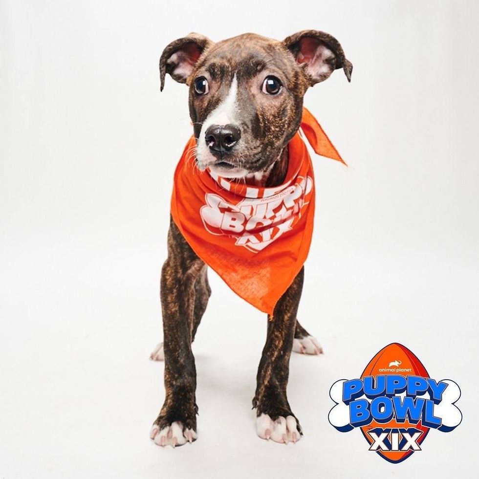 Ireland, from the Brandywine Valley SPCA.