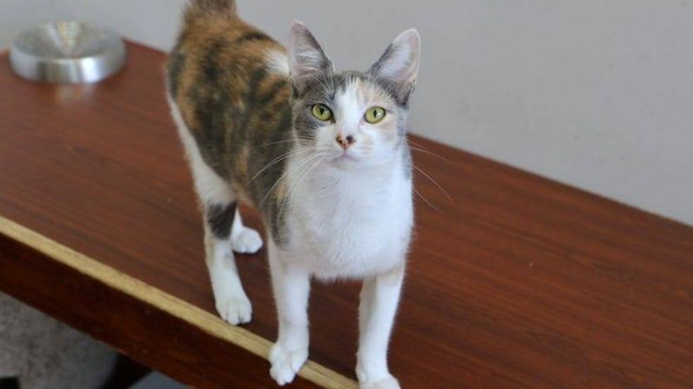 Iridescent @ Austin Humane Society 11/22/23