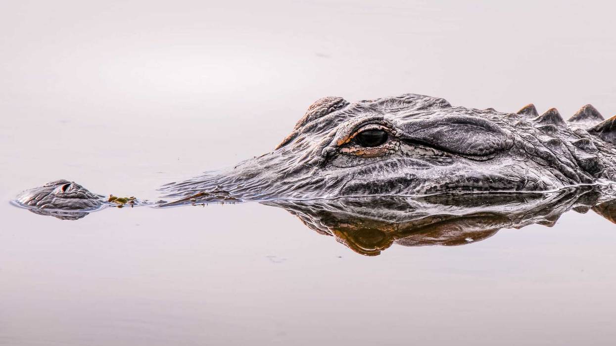 Isolated alligator swimming slowly in Florida.