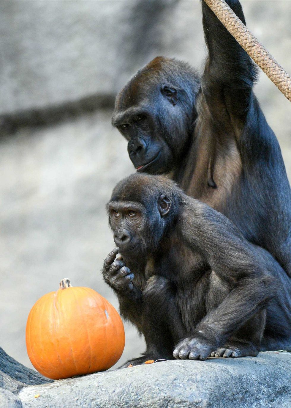 It appears Ali, one of Brookfield Zoo\u2019s western lowland gorillas, is contemplating how to break open a pumpkin.