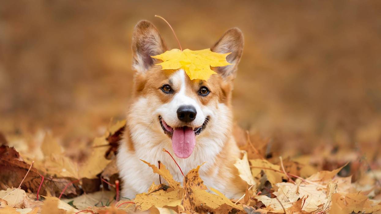 It certainly doesn't feel like Michigan is on the cusp of autumn as temperatures soar to near 80 degrees on Friday, but summer is having it's last day in 2023.