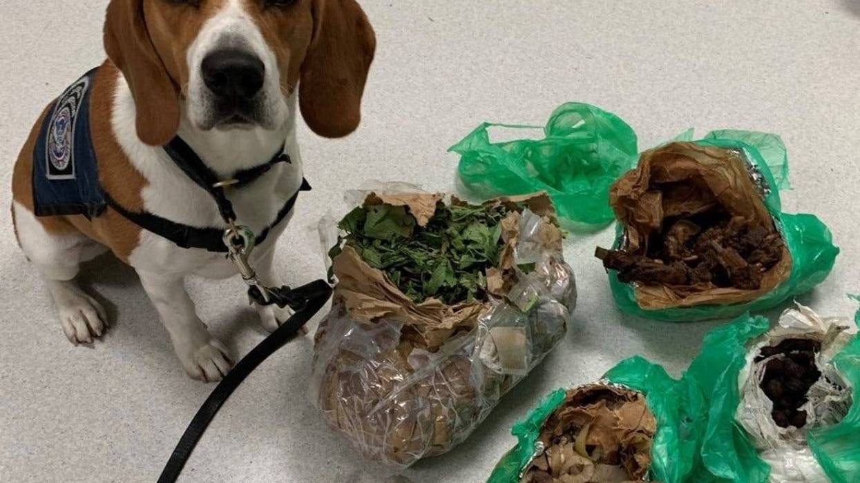 It'll be a well-earned retirement for Hemi, a beagle who spent his career sniffing out illegal agricultural items for U-S Customs and Border Patrol at Detroit's Metro Airport.