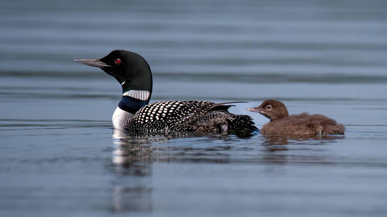 Minnesota is fighting threats to the state loon population