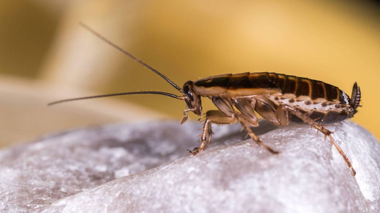 It's creepy, crawly and you certainly don't want it in your food, but that's exactly what was caught on camera by a food delivery worker who spotted cockroaches scurrying across countertops at one fast food chain in Detroit.