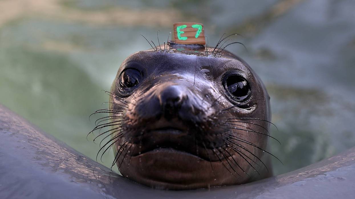 It's 'stranding season' in the waters off the California coast, which means it's the time of year when some elephant seal pups accidentally wind up on the beaches.