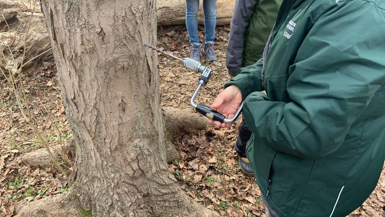 It's sugar maple-tapping season at Wissahickon Valley Park.