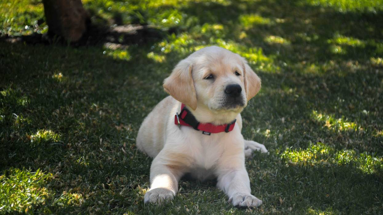 It was Puppies at the Pump day at the Holiday Gas Station in Plymouth Thursday.