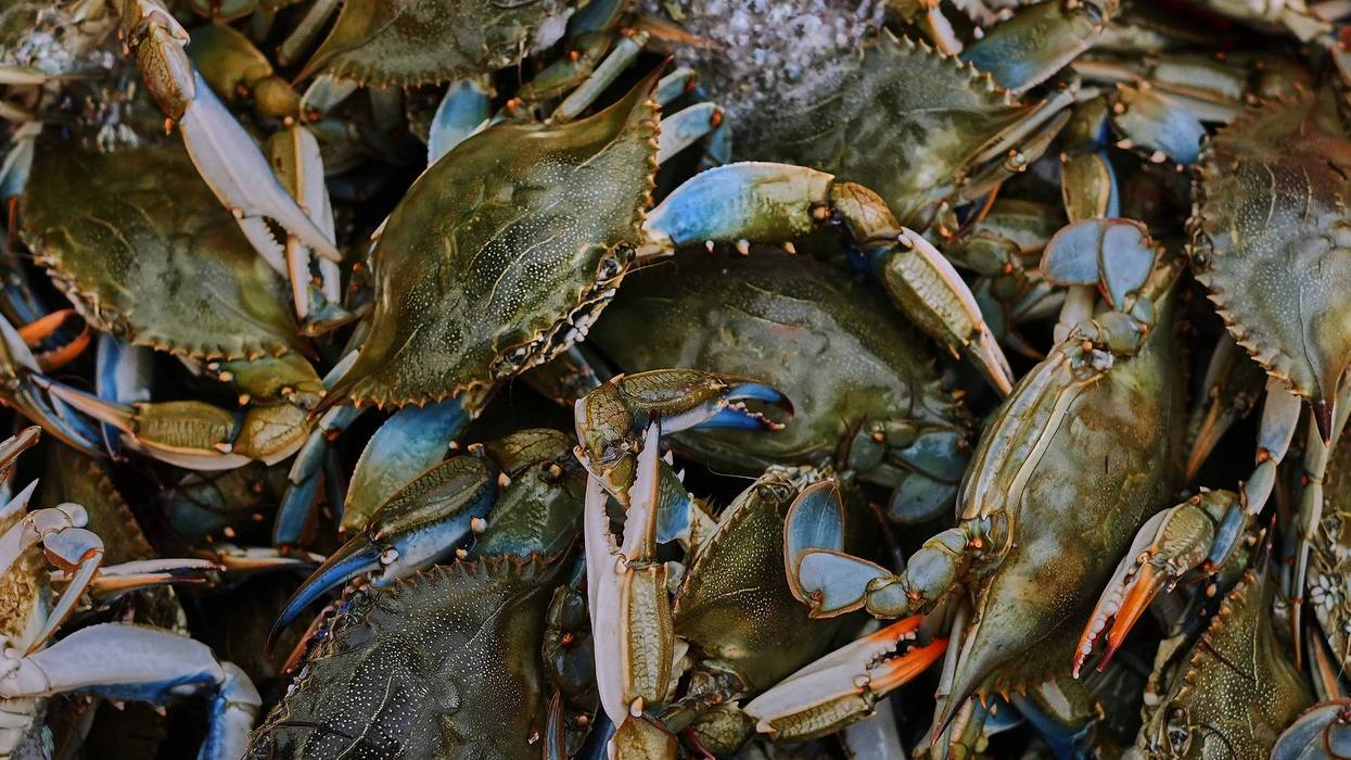 Italy Blue Crab Invasion