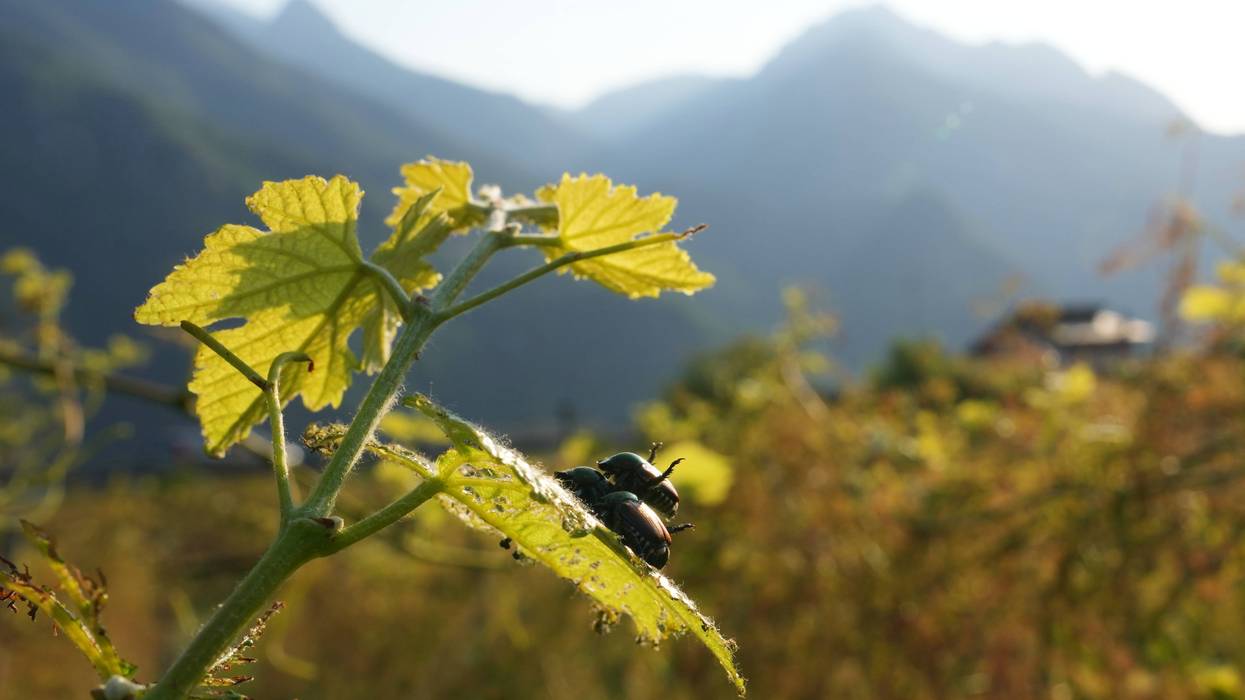 Italy Vineyards Japanese Beetles
