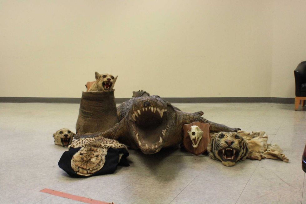 Items recovered from Usher Weiss, 26, of Brooklyn who pleaded guilty on Thursday to violating environmental conservation laws.
