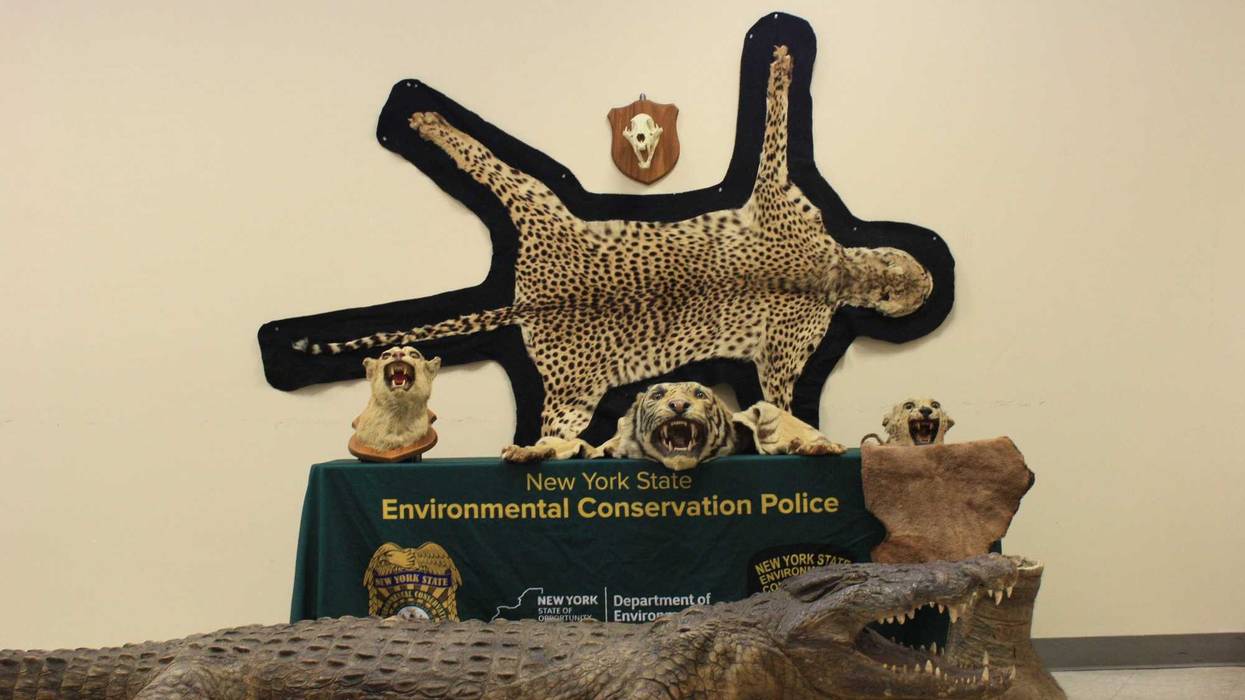 Items recovered from Usher Weiss, 26, of Brooklyn who pleaded guilty on Thursday to violating environmental conservation laws.